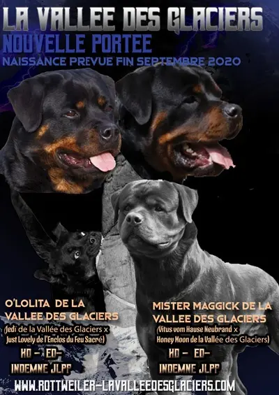 Affiche naissances Chiots Lolita de la Vallée des Glaciers 2020