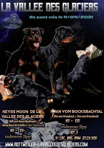 Affiche naissances Chiots Neyss Moon de la Vallée des Glaciers 2021