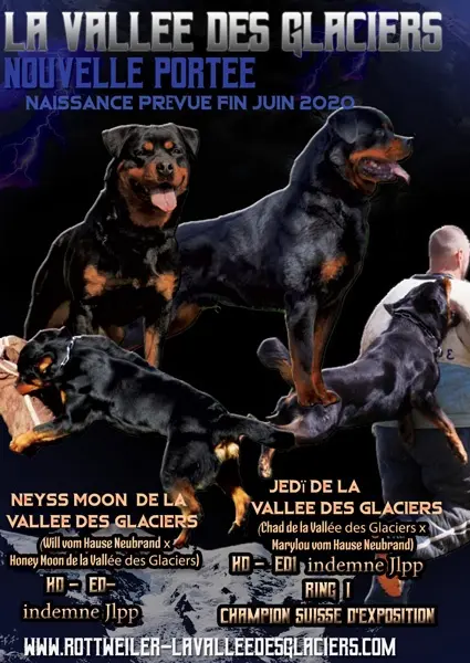Affiche naissances Chiots Neyss Moon de la Vallée des Glaciers 2020