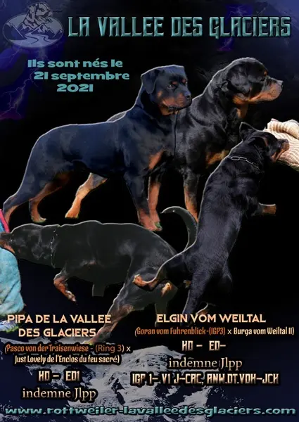 Affiche naissances Chiots Pipa de la Vallée des Glaciers 2021