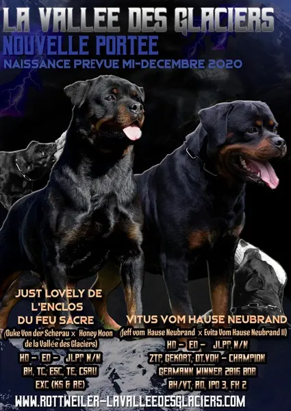 Affiche naissances Chiots de Just Lovely à la Vallée des Glaciers 2020