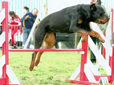 Agility