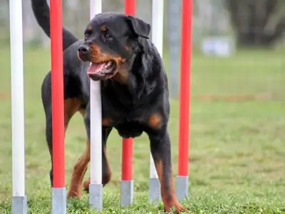 Agility