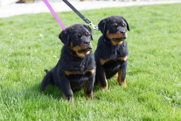 Chiots JedïxJlo de la Vallée des Glaciers