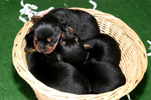 Chiots Rottweilers de la Vallée des Glaciers