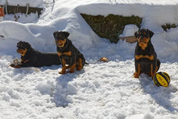 Chiots WillxHoney de la Vallée des Glaciers