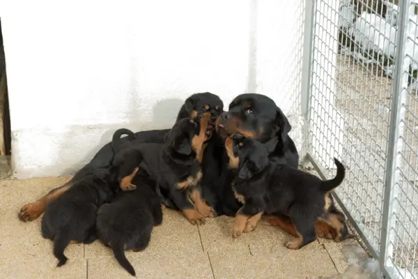 Chiots WillxHoney de la Vallée des Glaciers
