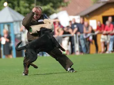 IFR 2007 Rottweiler Mordant