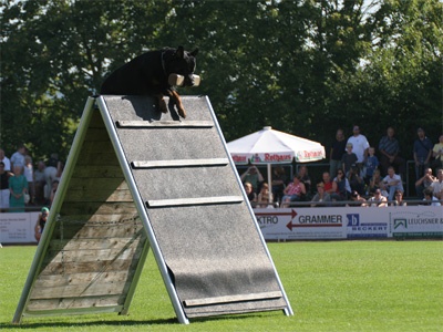 IGP - IFR 2007 Rottweiler saut