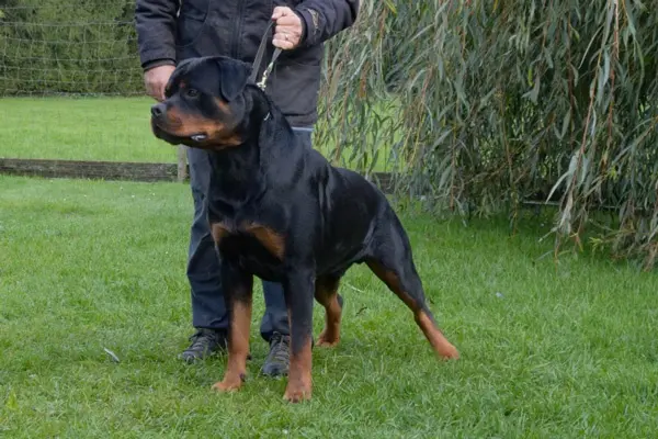 Iwan vom Bocksbachtal