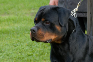 Iwan vom Bocksbachtal