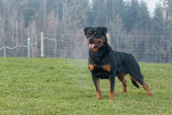 Neyss moon de la Vallée des Glaciers 3 ans