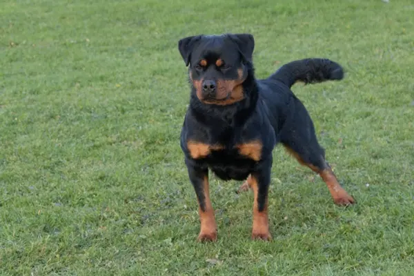 Neyss moon de la Vallée des Glaciers 3 ans