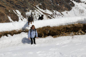 La Vallée des Glaciers - Randonnée en montagne avec nos chiens