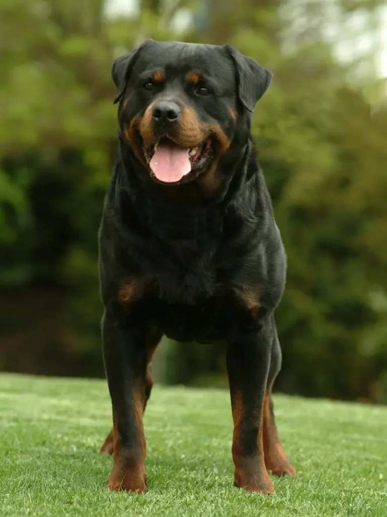 Pasco Von der Traisenwiese
