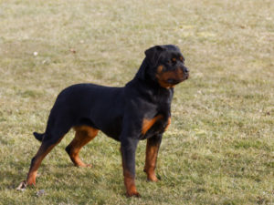 Pipa de la Vallée des Glaciers 8 mois