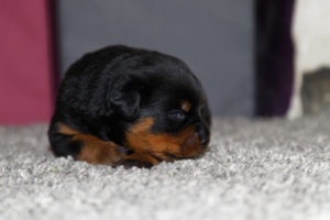 Pipa de la Vallée des Glaciers 2 semaines