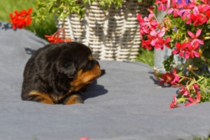 Revenge de la Vallée des glaciers 16 jours