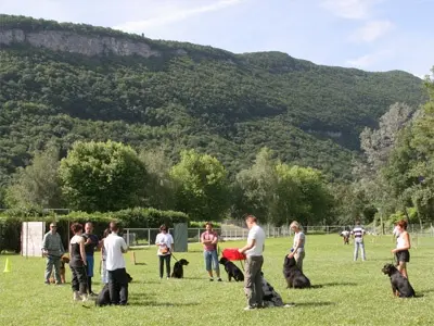 Rottweiler: Le travail en groupe