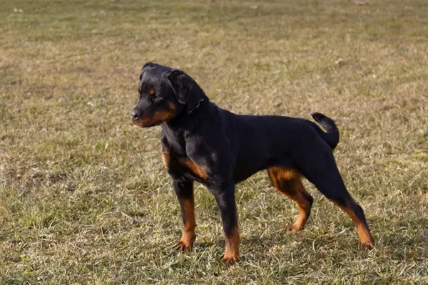 Heizelwood Taki 10 mois