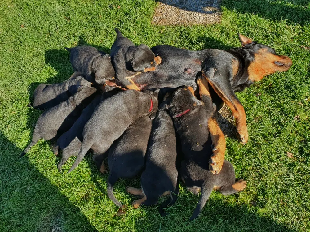 Neyss Moon et ses chiots - 6 semaines
