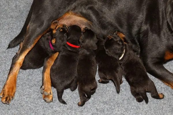 Les chiots de Pipa - 2 semaines