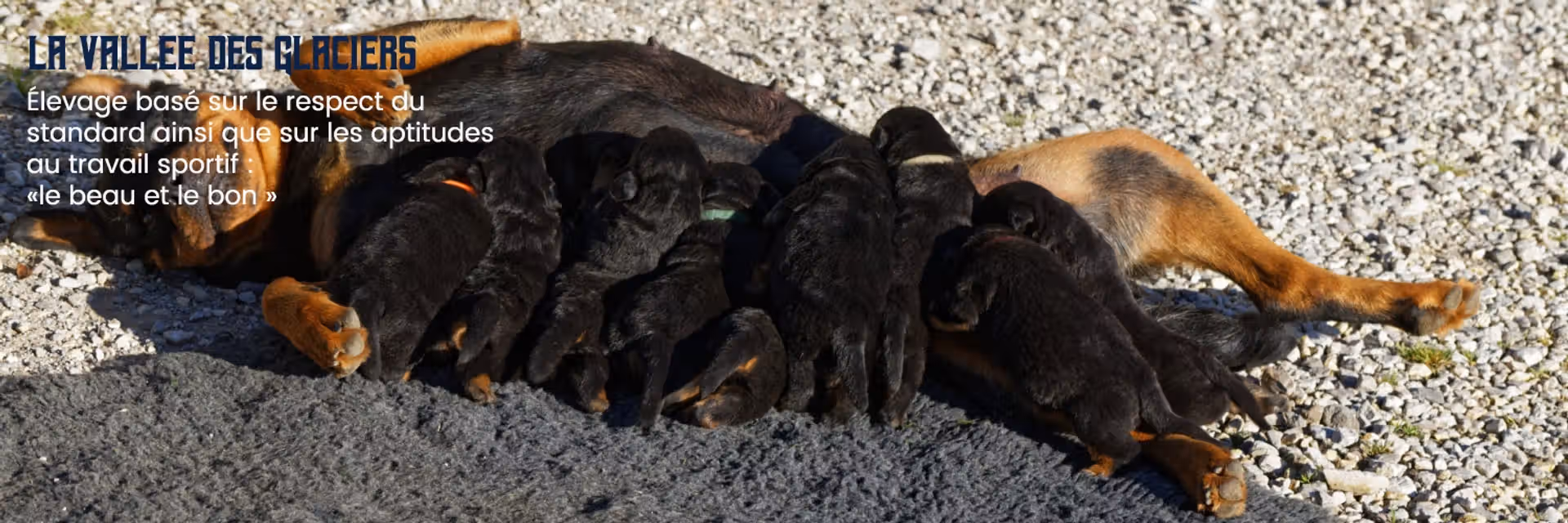 Neyss Moon et ses chiots