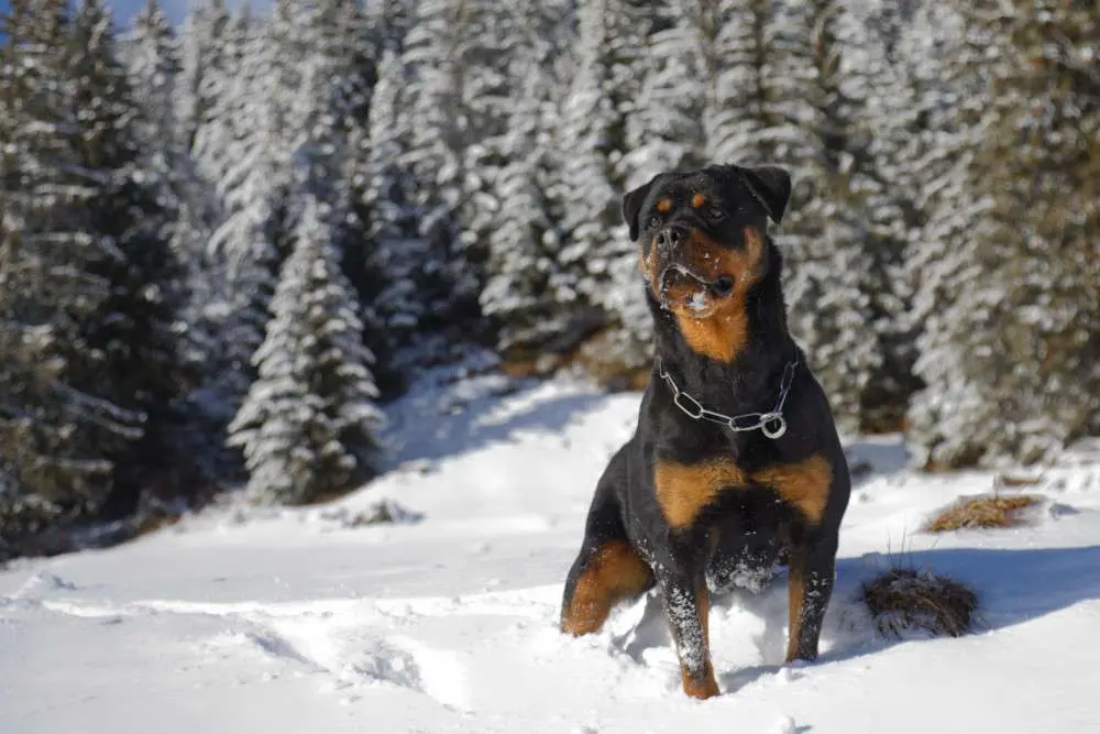 Neyss Moon de la Vallée des Glaciers - 4 ans