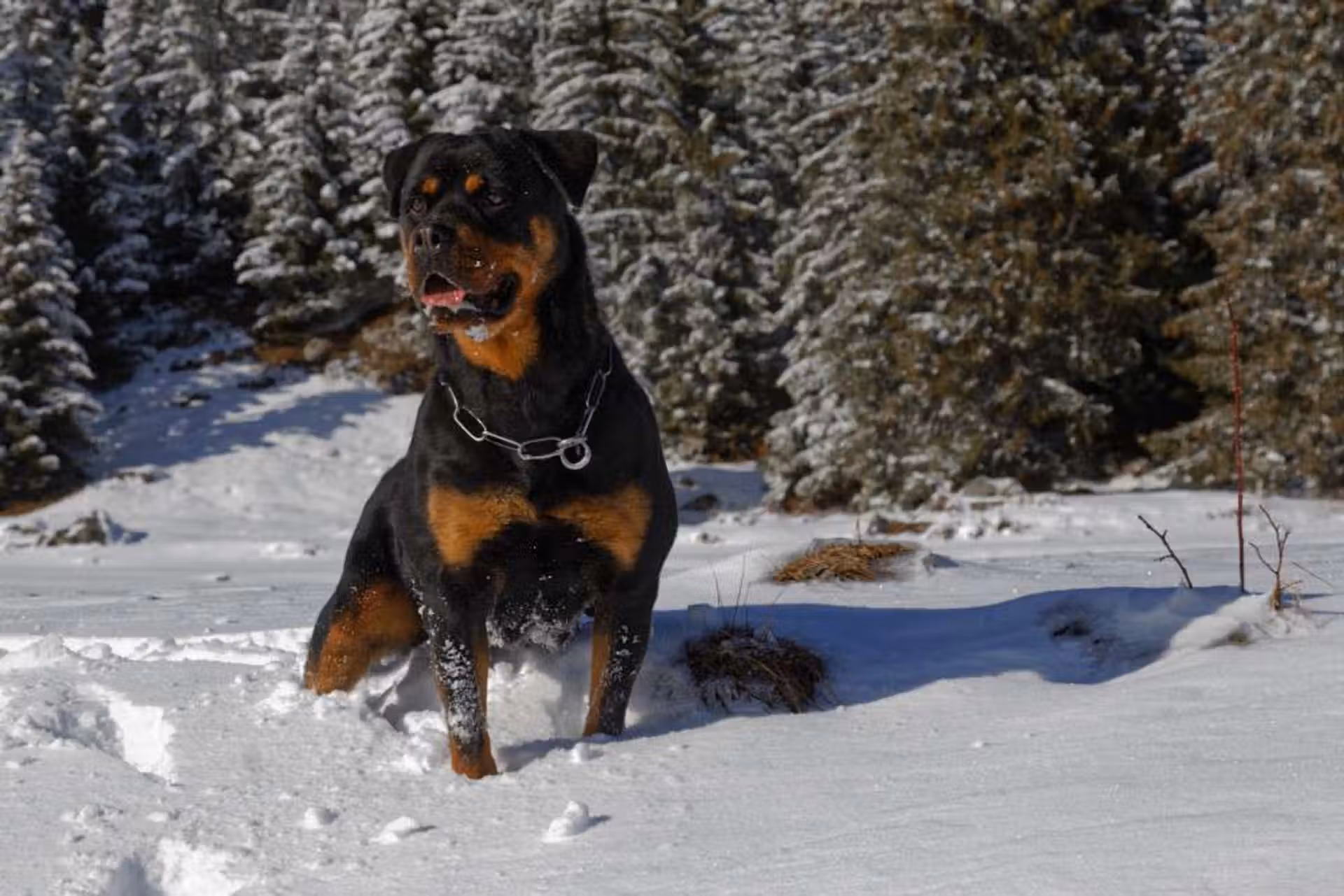 Neyss Moon de la Vallée des Glaciers - 4 ans