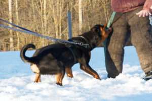 No Limit de la Vallée des Glaciers - 15 mois