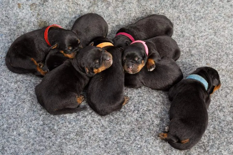 Chiots de Heizelwood Taki, 2 jours