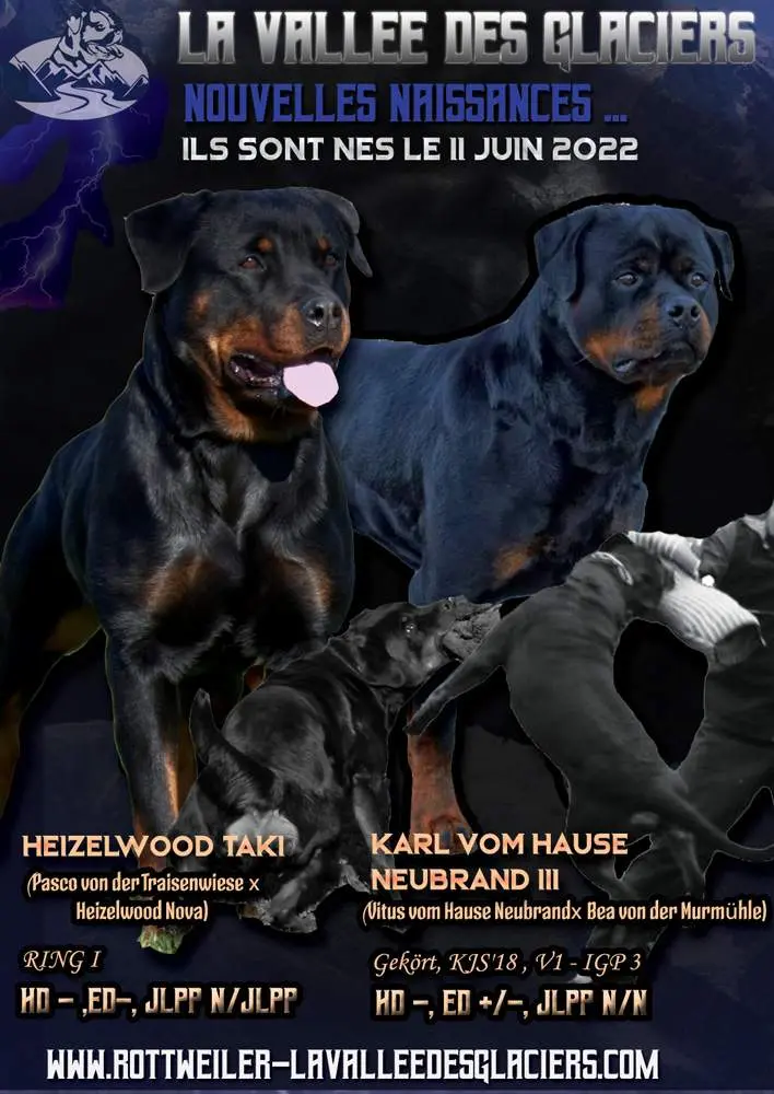 Annonce Naissance chiots Taki