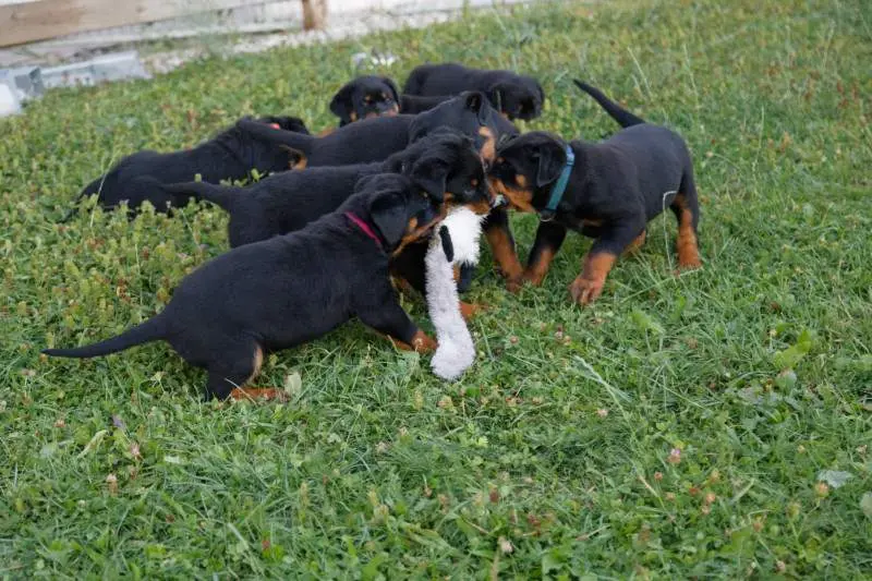 Les chiots de Taki