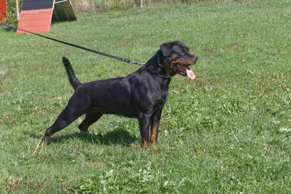 Heizelwood Taki 3 ans