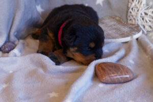 Miss Fuchsia de la Vallée des Glaciers (Neyss x Elgin)