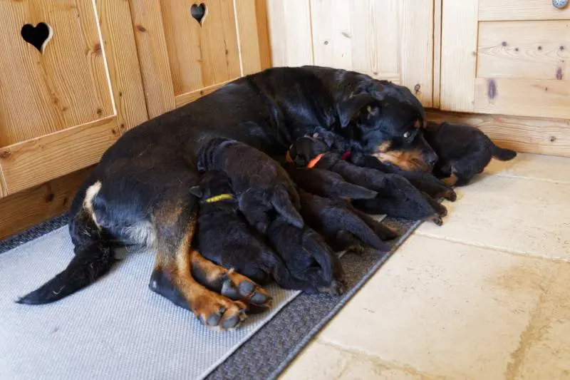 Neyss Moon et ses chiots