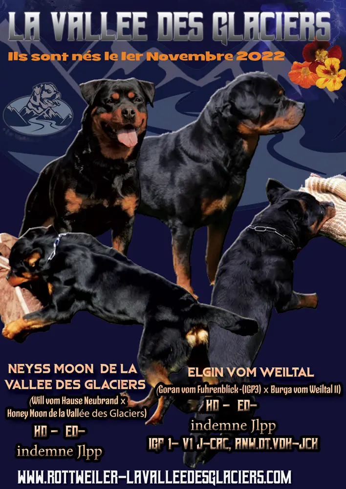 Naissance des Chiots de Neyss Moon de la Vallée des Glaciers