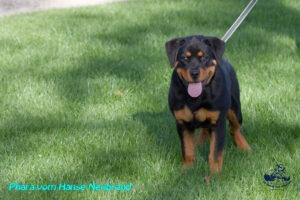 Phara vom Hause Neubrand - 4 mois