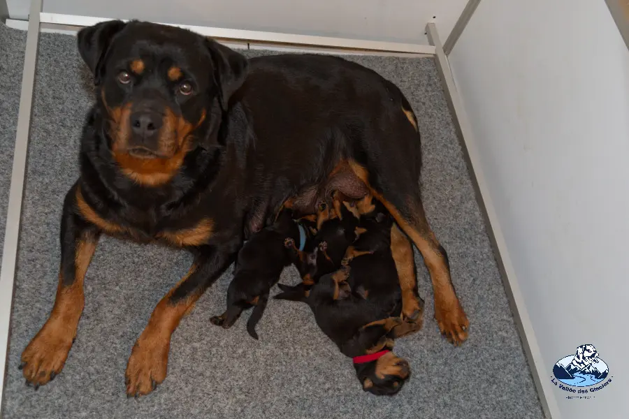 Chiots Neyss Moon x Irk vom Schwaiger Rathaus - 1 semaine