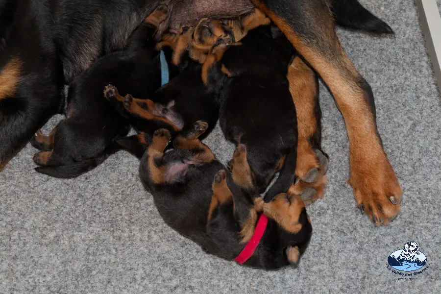 Chiots Neyss Moon x Irk vom Schwaiger Rathaus - 1 semaine