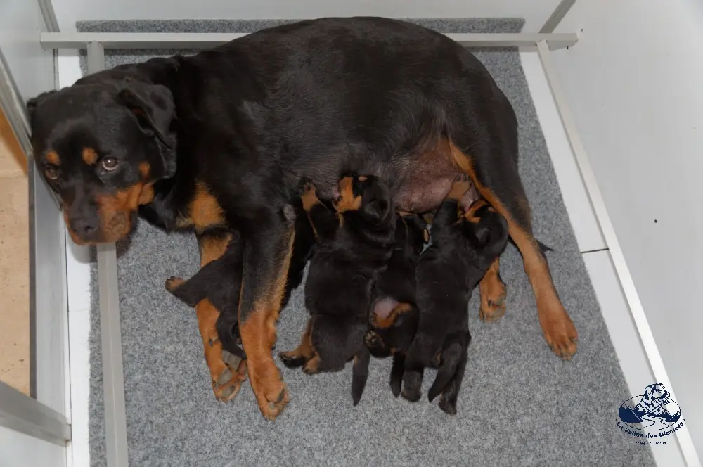 Les chiots de Neyss Moon et Irk, bientôt 3 semaines