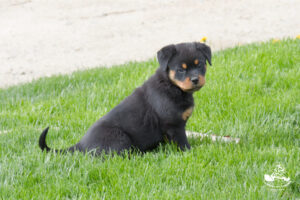 Taïga vom Hause Neubrand - 2 mois