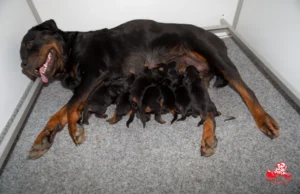 Chiots Heizelwood Taki x Revenge de la Vallée des Glaciers - 6 jours