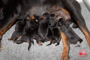 Chiots Heizelwood Taki x Revenge de la Vallée des Glaciers - 6 jours