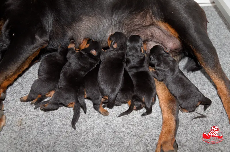 Chiots Heizelwood Taki x Revenge de la Vallée des Glaciers - 6 jours