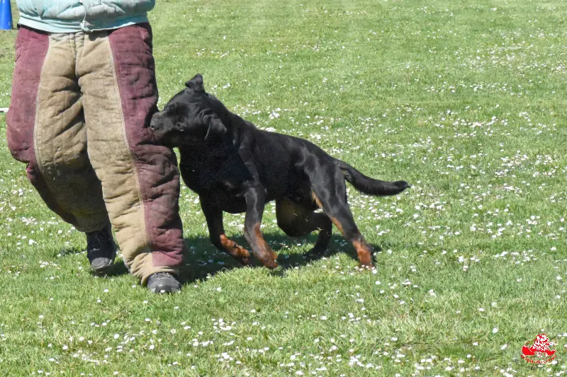 Tiwas de la Vallée des Glaciers- 2ans - Recherche