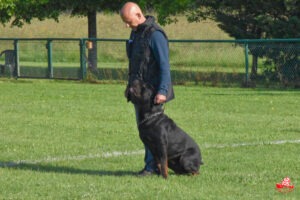 Brevet ring Tiwaz - Suite en laisse