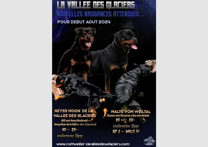 portée Neyss Moon x Malte vom Weiltal
