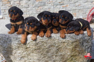 Chiots de Neyss Moon de la Vallée des Glaciers x Malte Vom Weiltal - 7 semaines