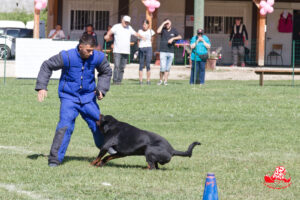 Tiwaz de la Vallée des Glaciers Ring1 Garde au ferme